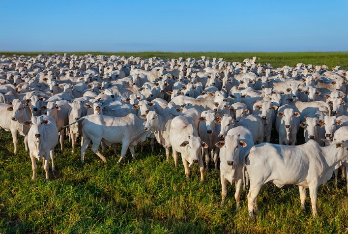CNA apresenta conjuntura da bovinocultura de corte