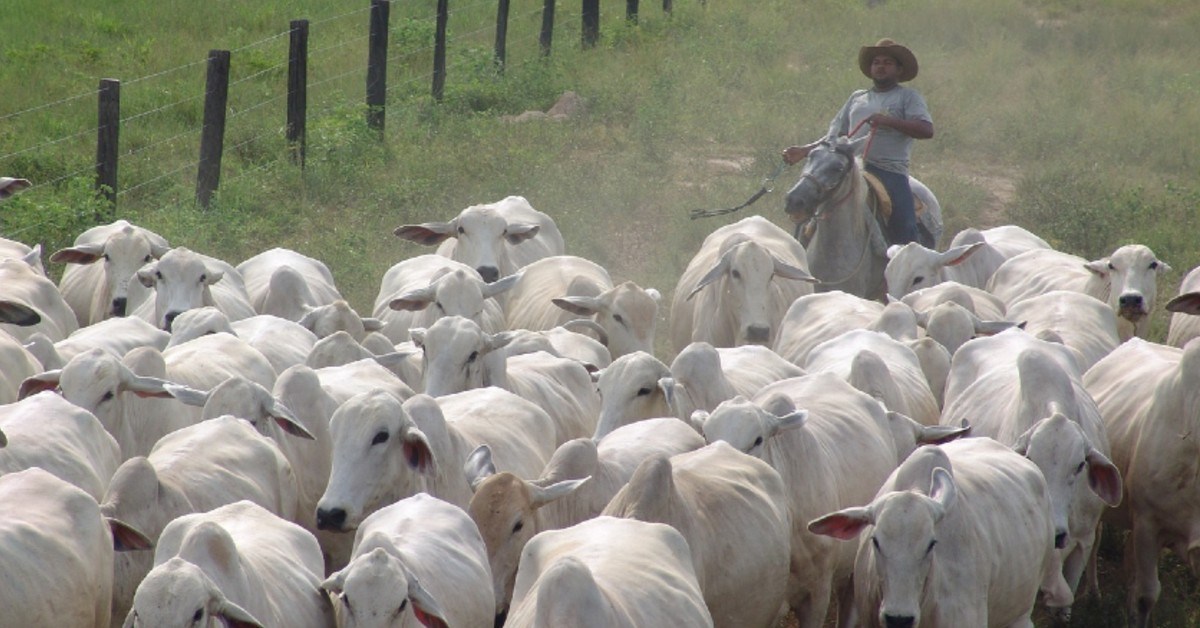 Rebanho bovino cresce no Brasil e alcança 214,7 milhões de animais